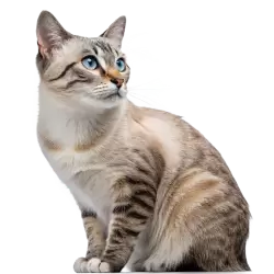 Imagen PNG para descargar